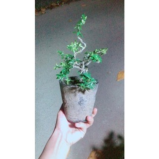 Kim Quýt Bonsai