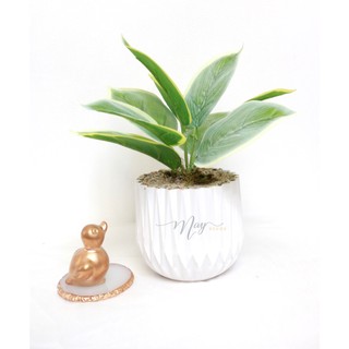Chậu cây bạch Mã hoàng tử cao 30cm