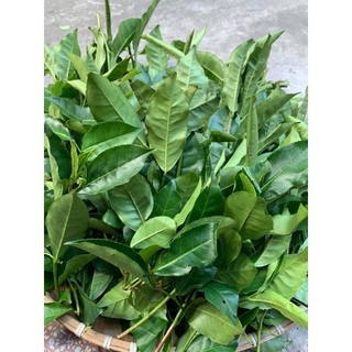 500g Lá trà xanh tươi