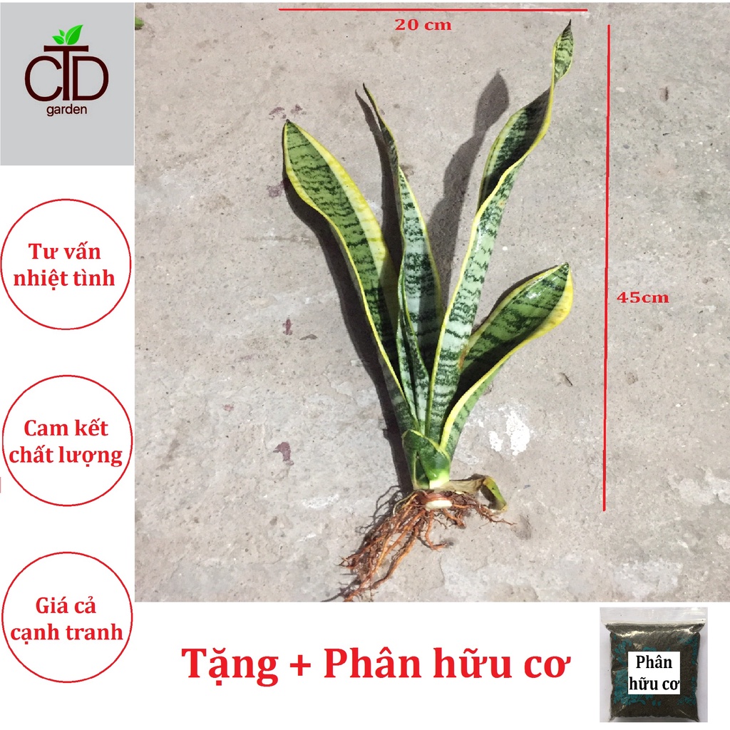 ☘RẺ VÔ ĐỊCH☘Cây Lưỡi Hổ viền vàng☘ 1 Gốc ☘FREESHIP☘Trồng cây nội thất, trang trí cảnh quan sân vườn.