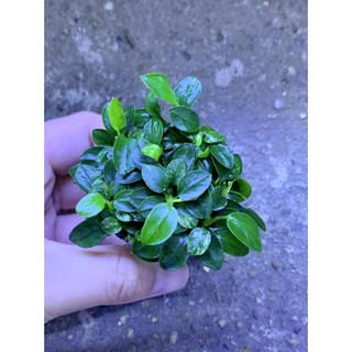 Ráy nana Petite cốc tròn