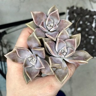 Sen đá đá ma size vĩ 3-5cm - sen đá đà lạt giá rẻ