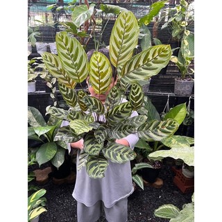 Cây đuôi công/ calathea makoyana