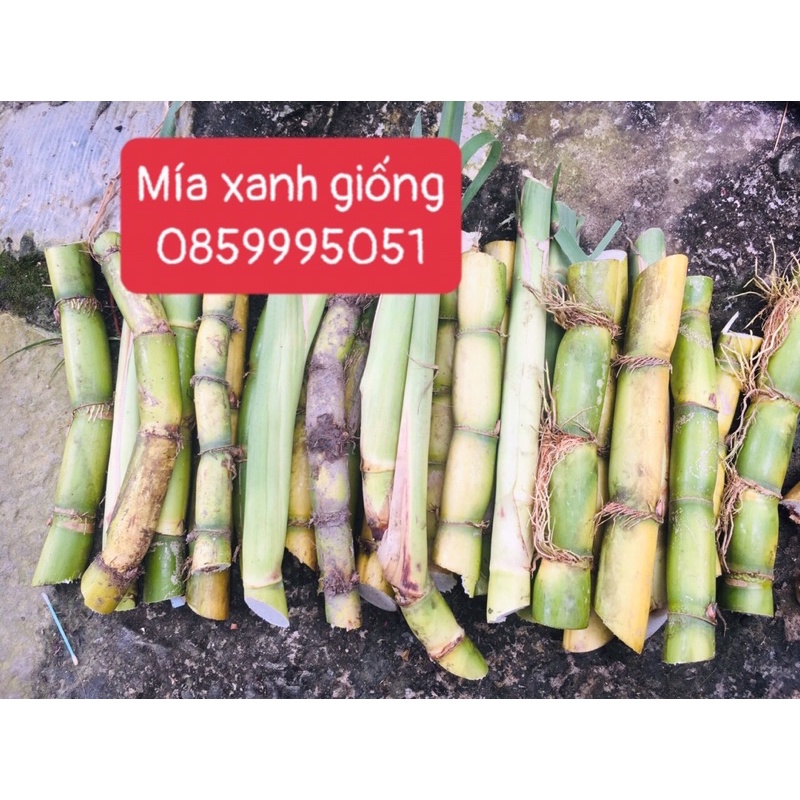 Mía tây giống 3 đoạn