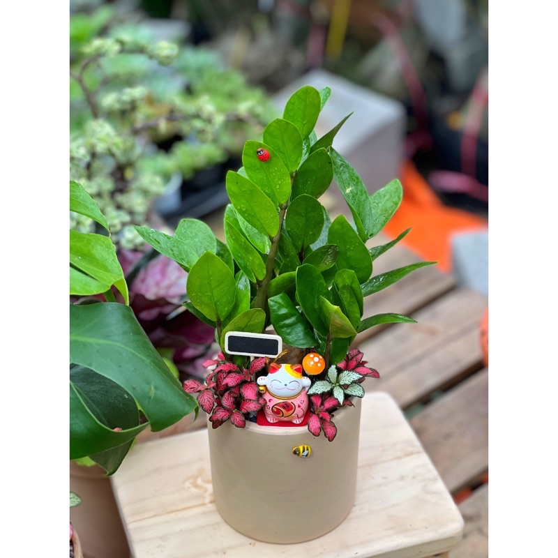 Set Quà Tặng Tự Trồng KIM PHÁT TÀI TÀI LỘC MAY MẮN PHONG THUỶ