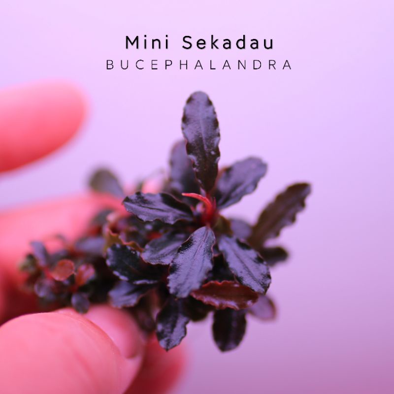 Bucep Mini Sekadau | Cây thủy sinh đỏ tía | Hàng ngọn | Lá cạn