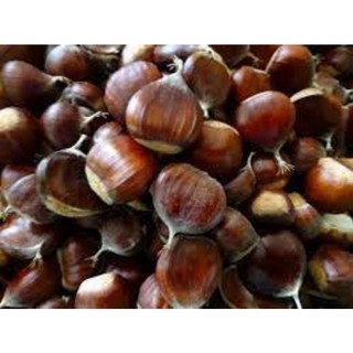Hạt dẻ tươi ( ngọt bùi cơm vàng) 1kg
