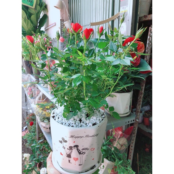 Chậu Cây Hoa Hồng