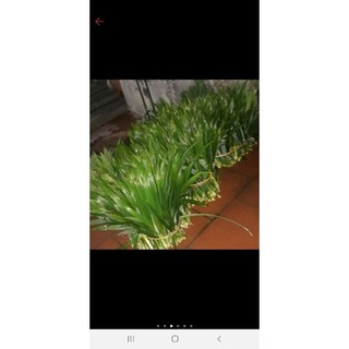1kg lá dứa tươi..và cây giống