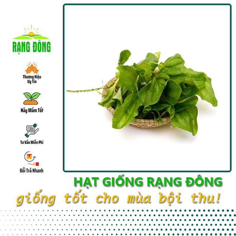 Hạt giống Mã Đề dễ trồng, sinh trưởng khỏe, giàu dinh dưỡng, trồng quanh năm (gói 1 gr) - Hạt giống Rạng Đông