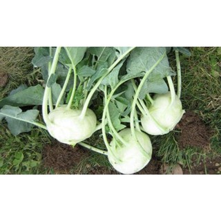 150 HẠT GIỐNG SU HÀO MƠ TRẮNG F1_Nảy 99%