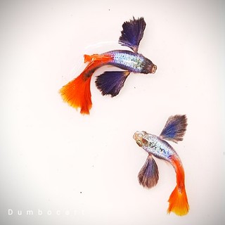Combo 1 cặp Dumbo Big ear