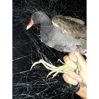 30M Lưới bẫy chim đêm cúm núm gà nước, quốc, bịp TH ,dài 30M mắt lỗ 7p sợi 20 cao 8m4 5 dây 4 túi lưới đen tàng hình