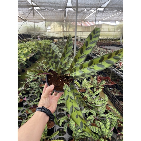 Chậu cứng Calathea Lancifolia