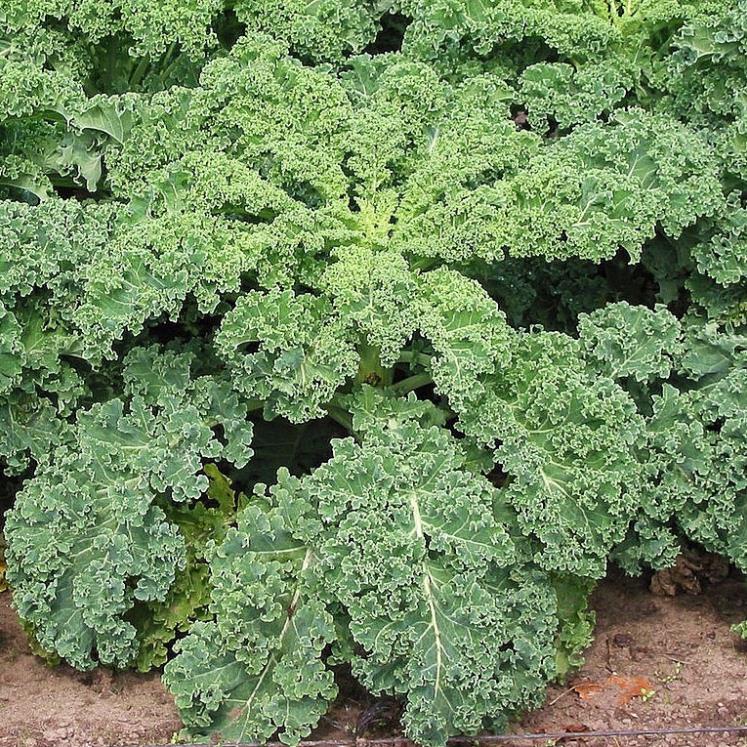 hạt giống cải kale xanh 5g