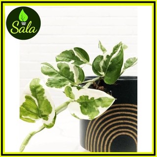 Cây giống Epipremnum aureum Snow Queen (Trầu Bà Snow Queen, Trầu Bà Nữ Hoàng Tuyết) - cây giống 3 miền