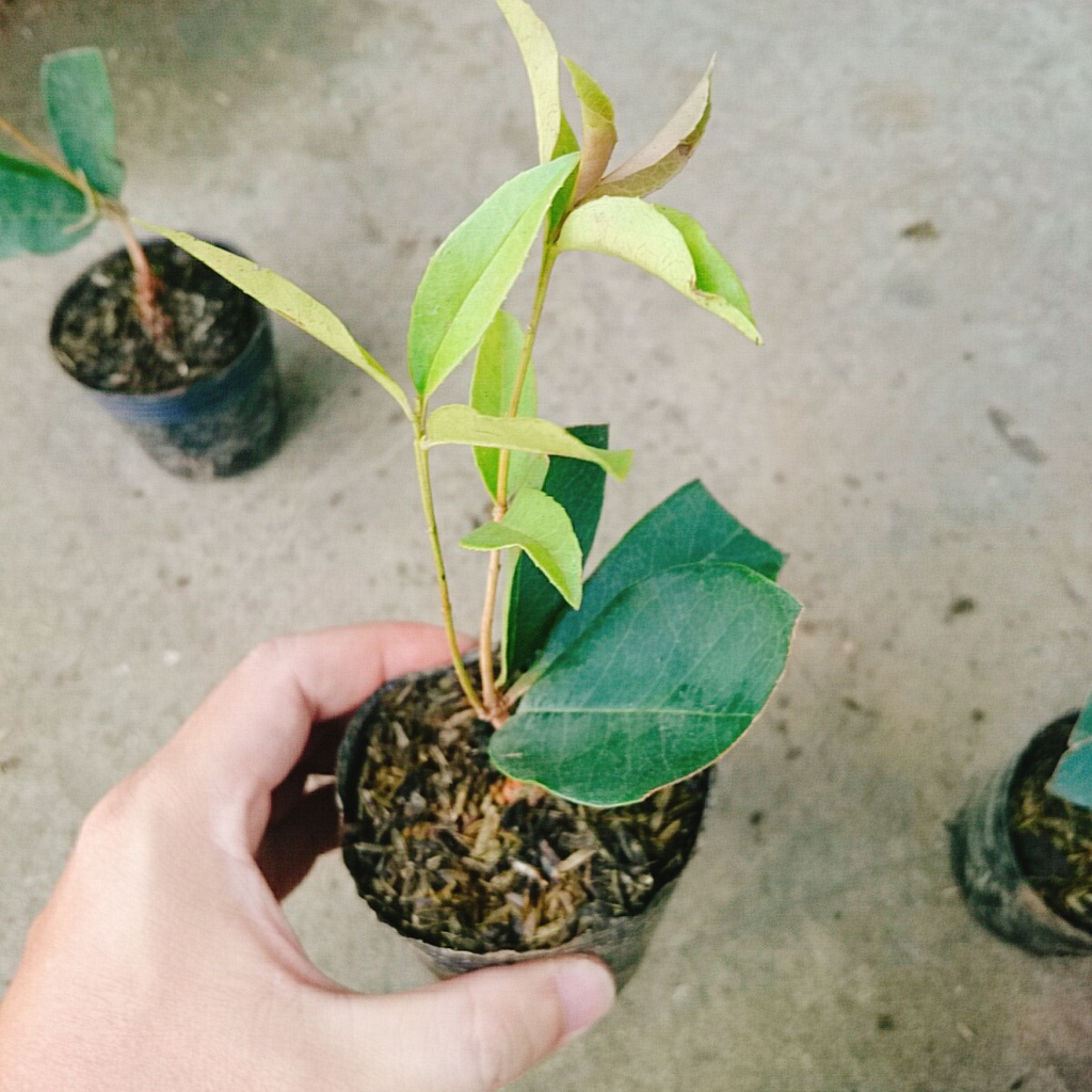 Cây mộc hương ta - cho hoa thơm say đăm lòng người