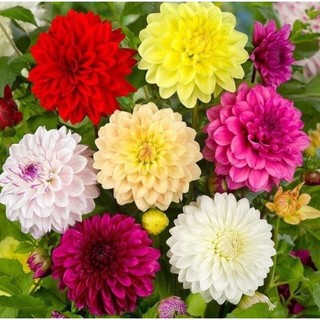 Hạt giống Hoa Thược Dược