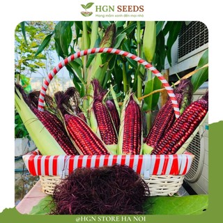 [Hạt Giống Thái Lan]Hạt giống Ngô nếp nữ hoàng đỏ ( Gói zin 50 hạt)