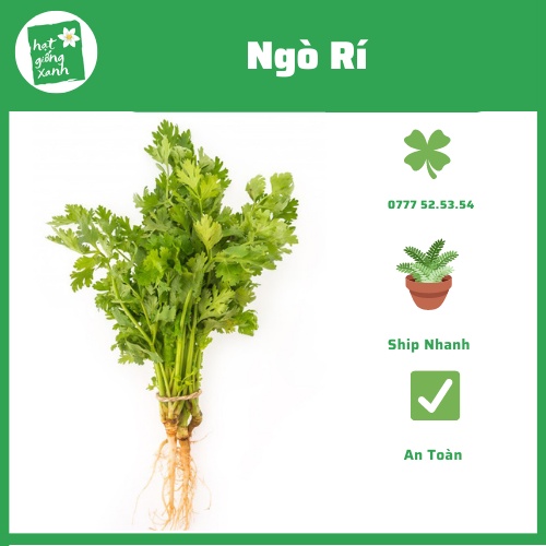 Ngò Rí Hạt Nhỏ(20g)