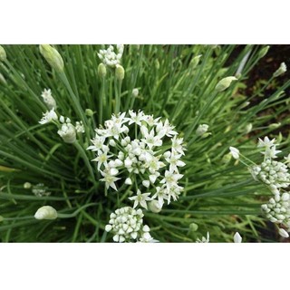 cây hẹ giống :củ hẹ