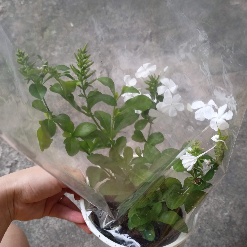 Chậu cây hoa bạch xà, đuôi công hoa trắng, white plumbago