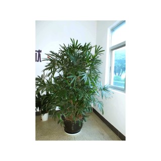 30 hạt giống cây cọ mini trồng tiểu cảnh