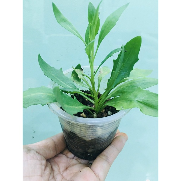 CÂY GIỐNG HOA CÚC NAM PHI MIX MÀU # MUA 10 CÂY TẶNG 1 CÂY CÙNG LOẠI_KÈM PHÂN BÓN CAO CẤP HỮU CƠ CÁ HỒI NAUY