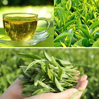 CHÈ XANH, CHÈ TÍM