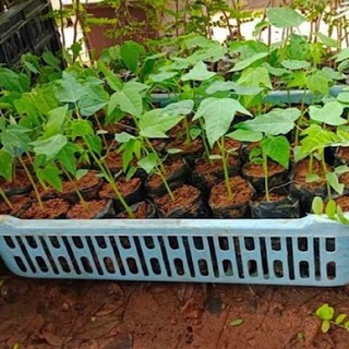 cây đu đủ đực, cây đu đủ, đu đủ giống