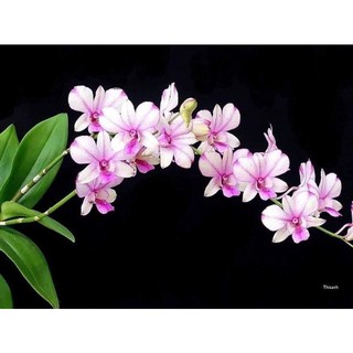 Lan denro dáng xưa cây tơ sắp hoa