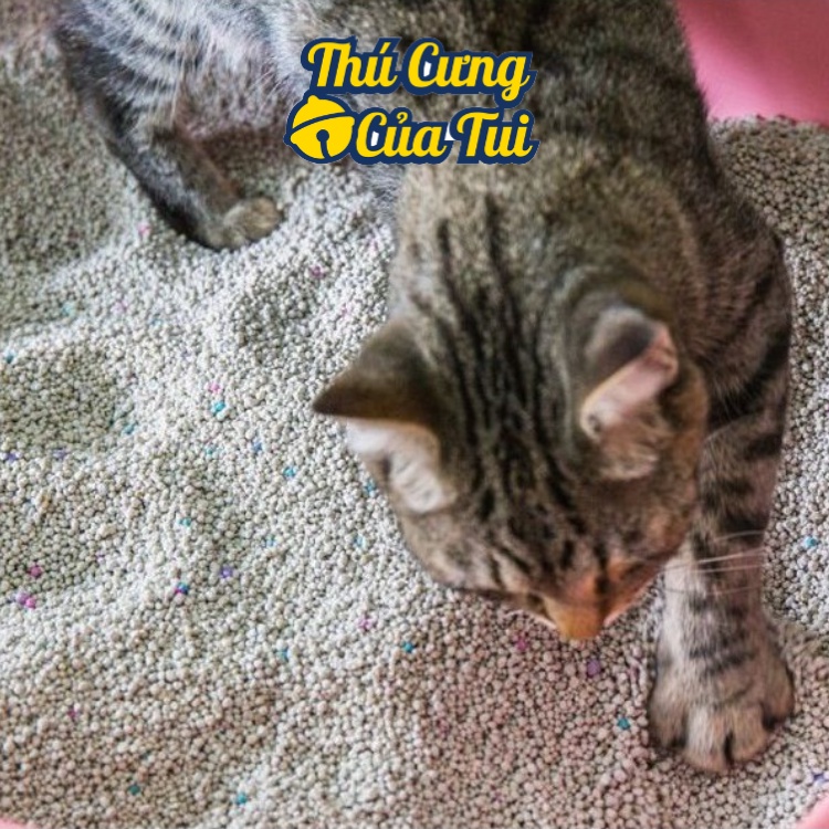 Cát Vệ Sinh 5kg Có Hương Thơm Khử Mùi Nhẹ Cho Mèo - Thú Cưng Của Tui