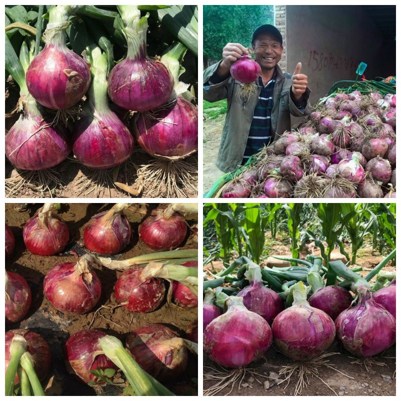 300 HẠT GIỐNG HÀNH TÂY TÍM F1