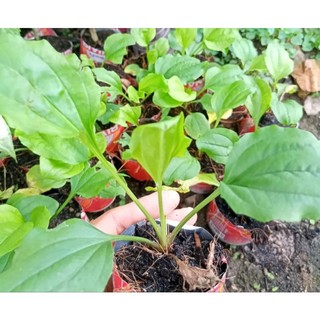 CÂY GIỐNG  MÃ ĐỀ