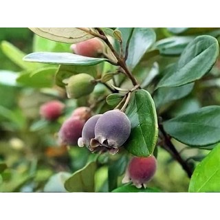 Cây Sim Tím Rừng Siêu Quả, Hương Vị Tự Nhiên, Tốt Cho Sức Khỏe Và Dễ Trồng, Phù Hợp Nhiều Vùng Miền
