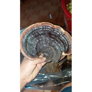 500g nấm linh chi rừng