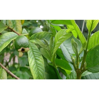 Trà Lá Ổi Khô Nguyên Chất (1kg)