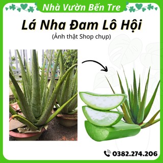 Lá nha đam 1kg, lá cây lô hội