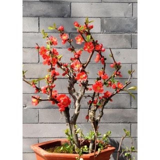hạt giống hoa hồng leo pháp