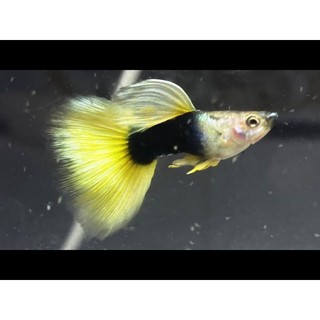 Combo 1 cặp HB yellow
