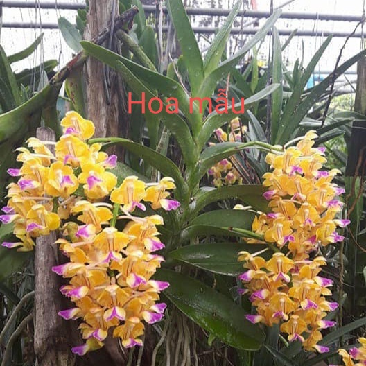 29.09 Combo 5 cây giống lan Hoàng nhạn