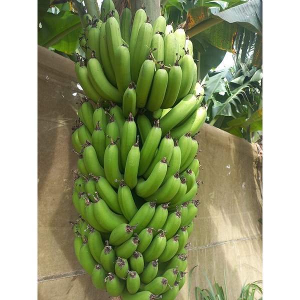 CÂY GIỐNG CHUỐI LABA ĐÀ LẠT CẤY MÔ # MUA 10 CÂY TẶNG 1 CÂY CÙNG LOẠI_ KÈM PHÂN BÓN