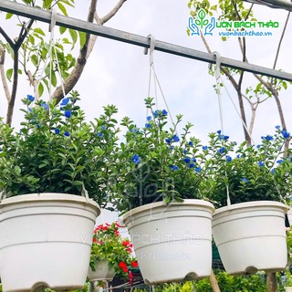 Cây hoa thanh tú chậu treo chịu nắng tốt - Cây Xinh Bách Thảo