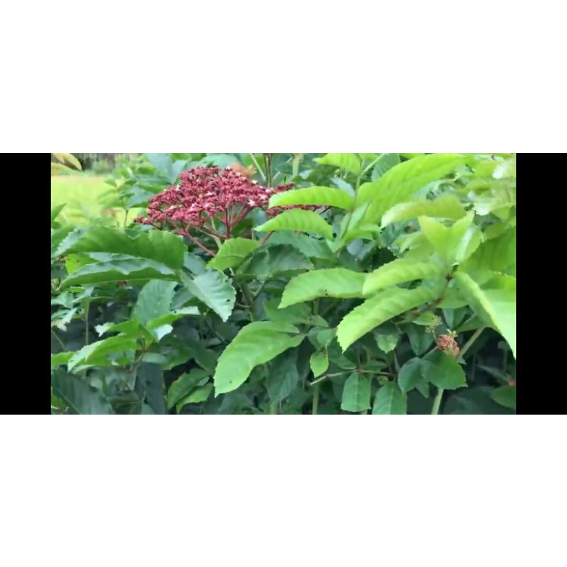 Cây gối hạc 1kg sạch thơm ngon