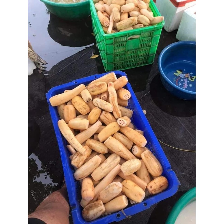 TINH BỘT CỦ SEN NGON