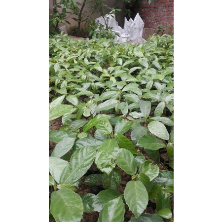 Cây giống sung nếp siêu quả