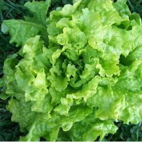 Hạt giống xà lách thủy tinh 100 hạt giống