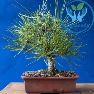 Hạt giống Thông đen nhật bản 5 hạt