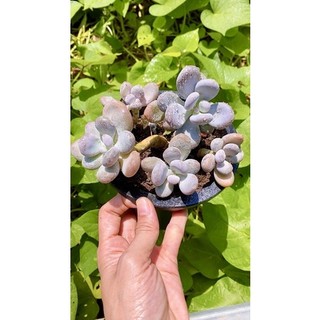 sen đá sỏi Hồng sz 15 cm