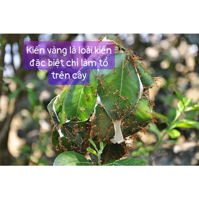 MUỐI KIẾN VÀNG NGUYÊN CON KHÔ NGON Đặc Sản Tây Nguyên Gia Lai